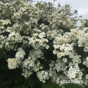 

Роза Сегул, Мейян
