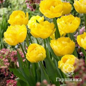 

Тюльпан Экзотик Сан бахромчатые 5шт