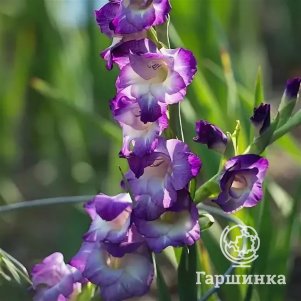 Гладиолус Кингс Линн 5 шт