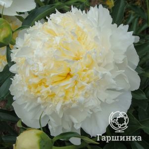 Пион Хани Голд