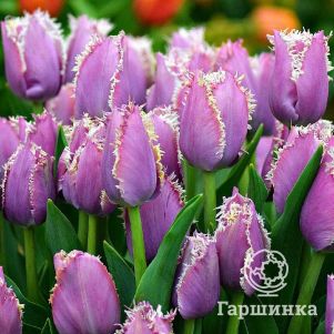 

Тюльпан Камминз бахромчатый 5шт.