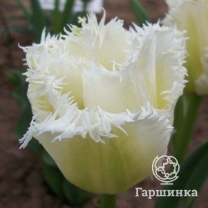 

Тюльпан Ханимун бахромчатый 5шт.