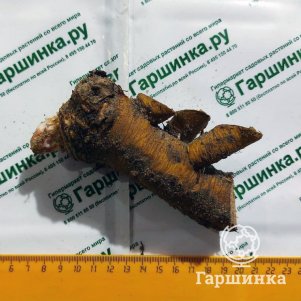 

Ревень Канада Ред