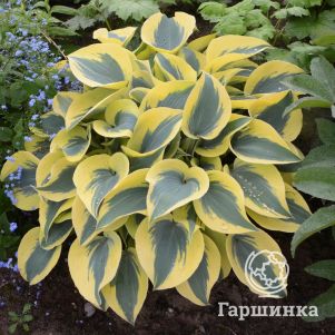 

Хоста Отем Фрост (M)