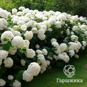 Живая изгородь: Гортензия Анабель 10шт