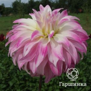 

Георгина Пинк Петтикоат