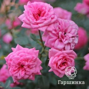 

Роза Шуга Бэйби миниатюрная, Тантау