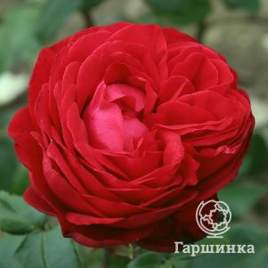 Роза Тиамо чайно-гибридная, Топалович