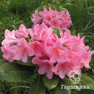 Рододендрон гибридный Хельсинский Университет