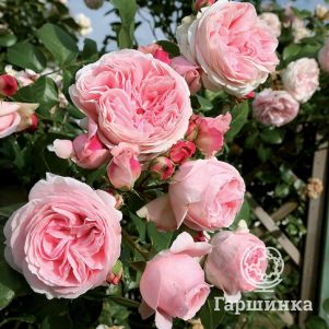 Роза Альков плетистая, цвет 10 см