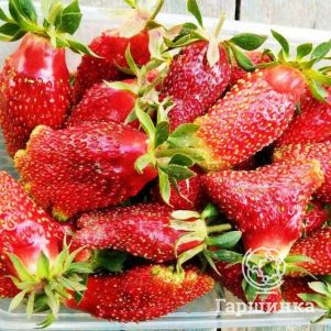 

Земклуника Купчиха (лицензионная)