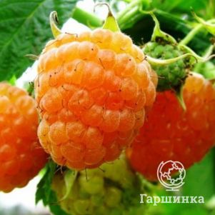Малина Беглянка желтая