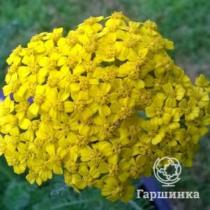

Тысячелистник Десерт Эве Еллоу
