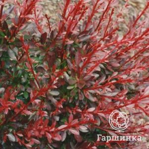 

Барбарис Тунберга Ред Дрим