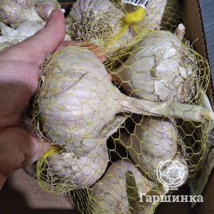 

Чеснок озимый сорт Владимирский Богатырь 0.5кг