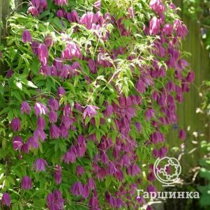 

Клематис (Ломонос) альпийский рубиновый (1)