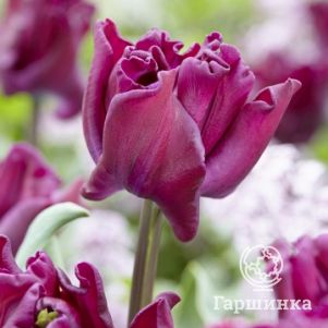 

Тюльпан Краун оф Негрита Триумф 5 шт