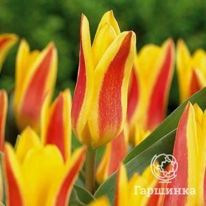 

Тюльпан Джузеппе Верди Кауфмана 5шт