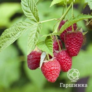 Малина Рубифолл ремонтантная