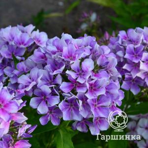 

Флокс Юнга