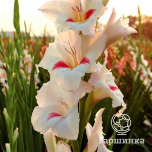 

Гладиолус мини Карин