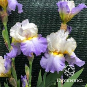

Ирис бородатый Марианна Смайл