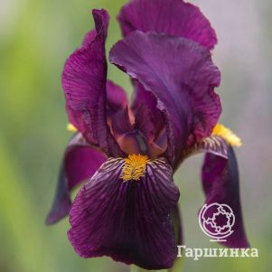 

Ирис бородатый Ред Орхид