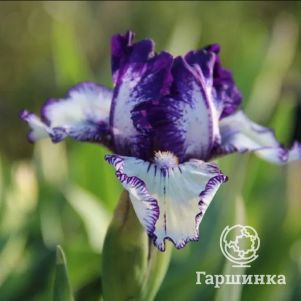 

Ирис бородатый Рейр Эдишн