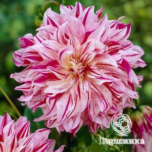 Георгина Бристол Страйп (МАКСИ) декоративная