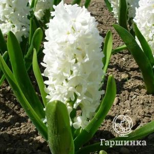 

Гиацинт Айолос