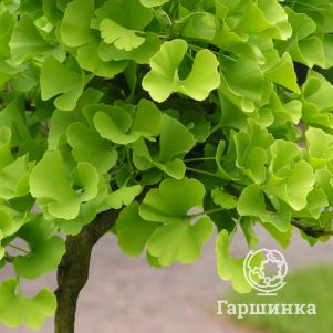

Гинкго билоба