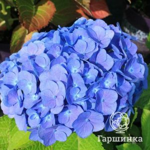 

Гортензия Блю (Голубая) крупнолистная ремонтантная (серия Навсегда и Вечно)