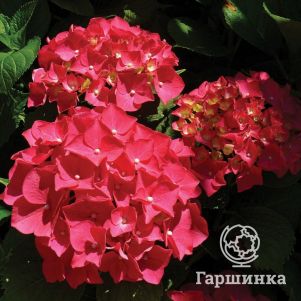 

Гортензия Ред крупнолистная ремонтантная (серия Навсегда и Вечно)