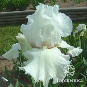

Ирис бородатый Лейси Сноуфлейк