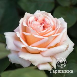 Роза Леди Капри чайно-гибридная, Тантау