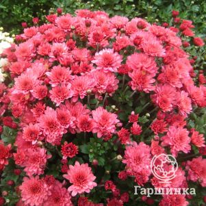 

Хризантема мультифлора Брансаунд Маджента (Черри)