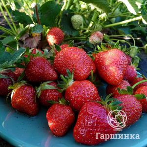 

Клубника Альба