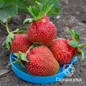 

Клубника Царица