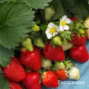 

Клубника Клери