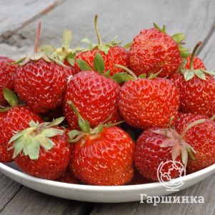 

Клубника Магнус