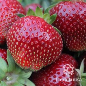 

Клубника Сонсейшен