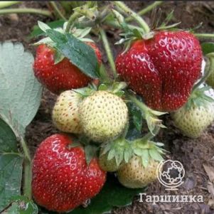 

Клубника Вима Ксима