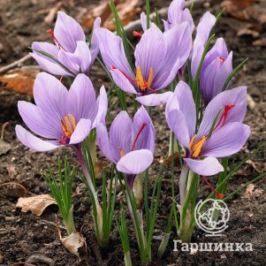 

Крокус Сативус 15 шт