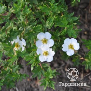 

Лапчатка кустарниковая Маунт Эверест