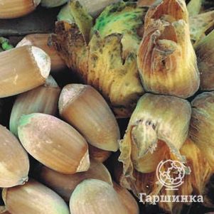 

Лещина обыкновенная (фундук) Вебба Ценный