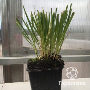 

Молиния без сорта
