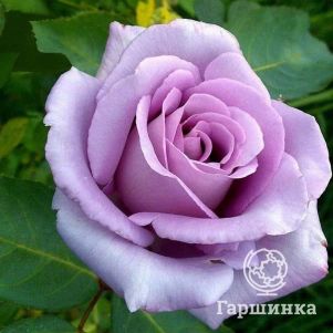 Роза Мунлайт чайно-гибридная, цвет 10 см