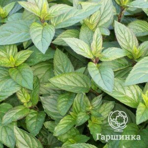 

Мята перечная Мультимента