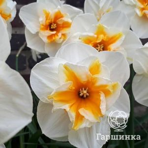 

Нарцисс Долли Молингер 5шт