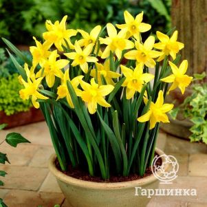 

Нарцисс Фебруари Голд 5шт.